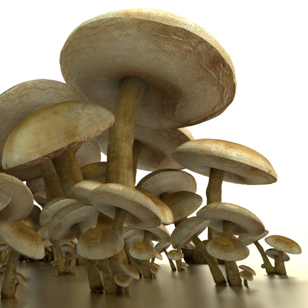 mushrooms preview image 2